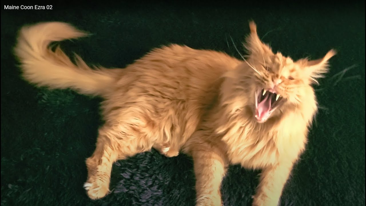 Maine Coon Ezra 02