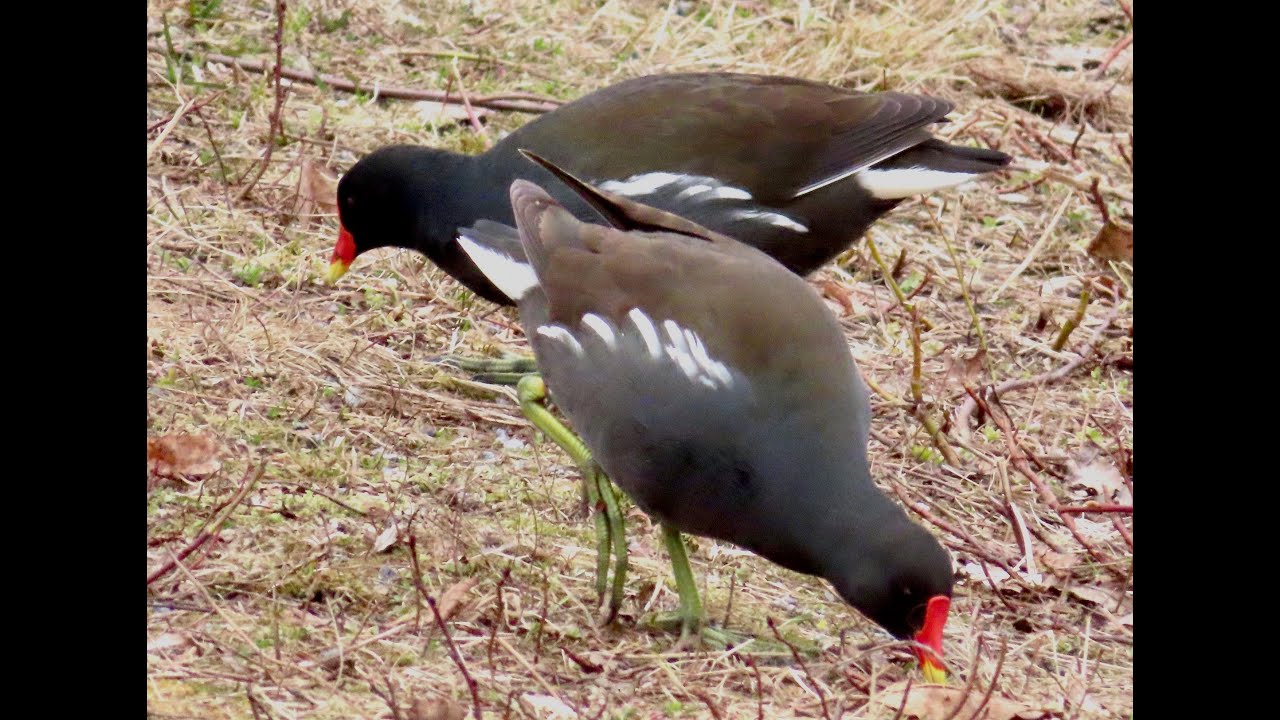 Rörhöna - moorhen - Gallinula chloropus - a couple