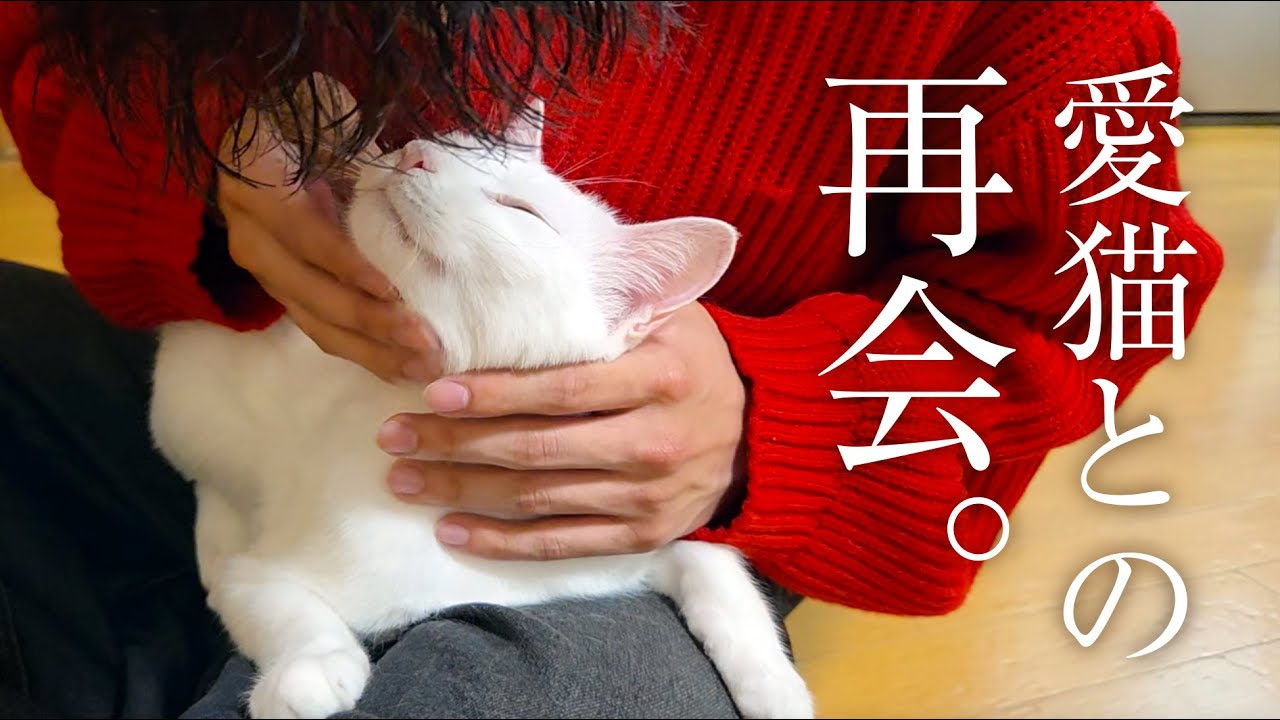 一ヶ月ぶりに会うお兄ちゃんを、猫は覚えているのか？