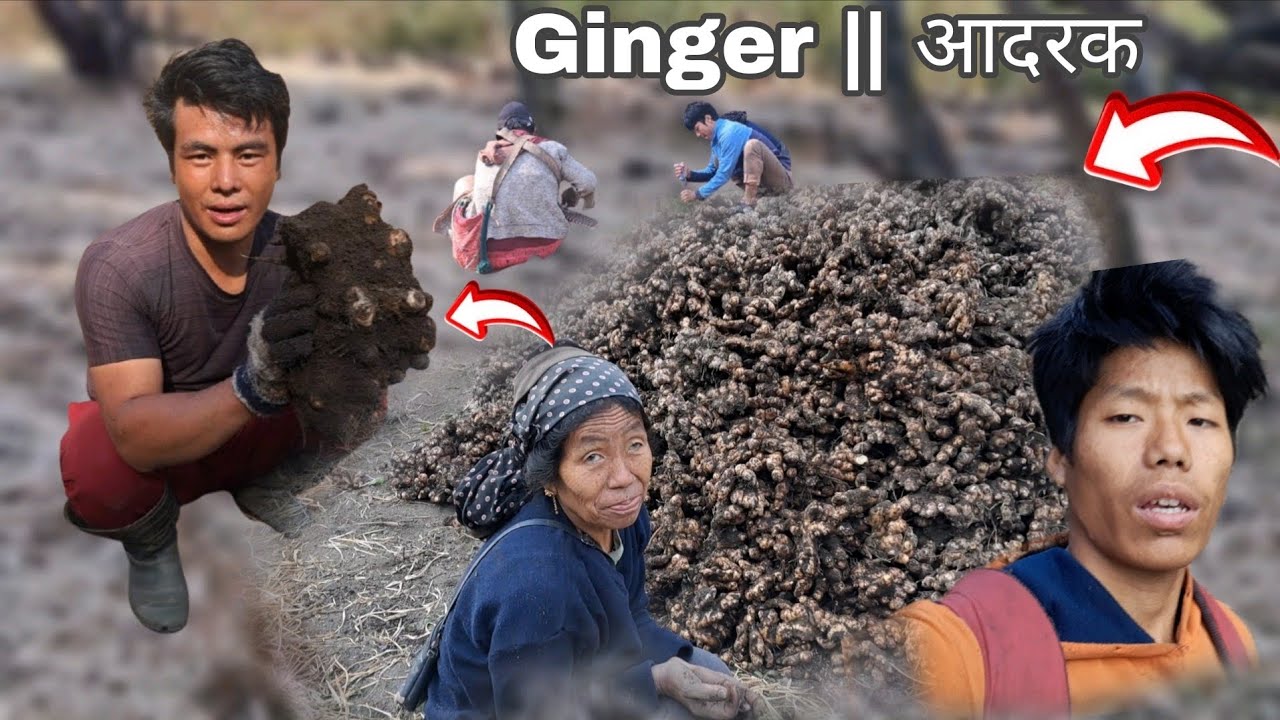Unbelievable Ginger farming | आदरक खेती North East Arunachal pradesh 