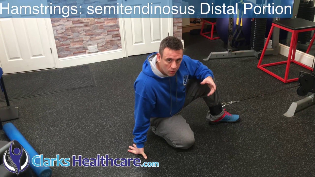 Hamstrings Semitendinosus Distal Portion Training Exercise In Total Range