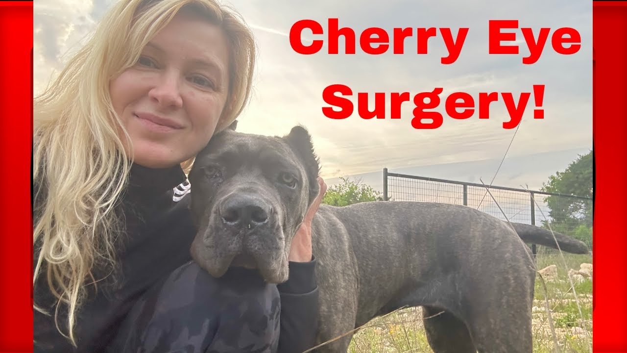 My CANE CORSO had EYE SURGERY in Houston