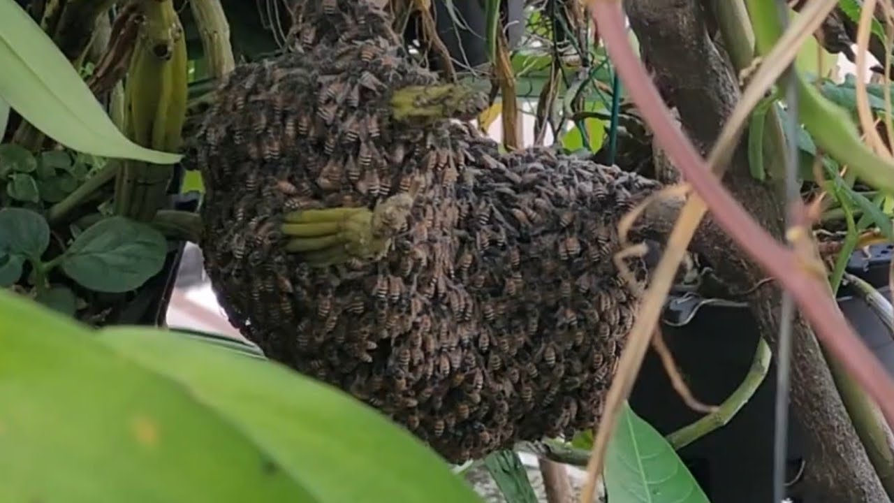 TỔ ONG MAY MẮN VƯỜNSÂN THƯỢNGMÌNH. #nature 