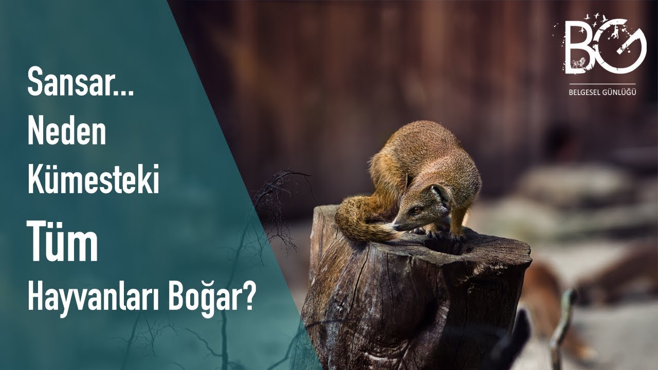 Sansarlar Hakkında Merak Edilen Bilgiler