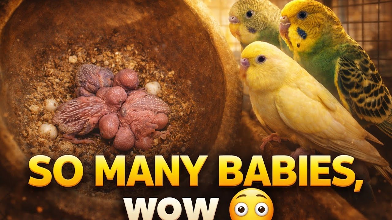Master colony breeding Progress (25/2/26)