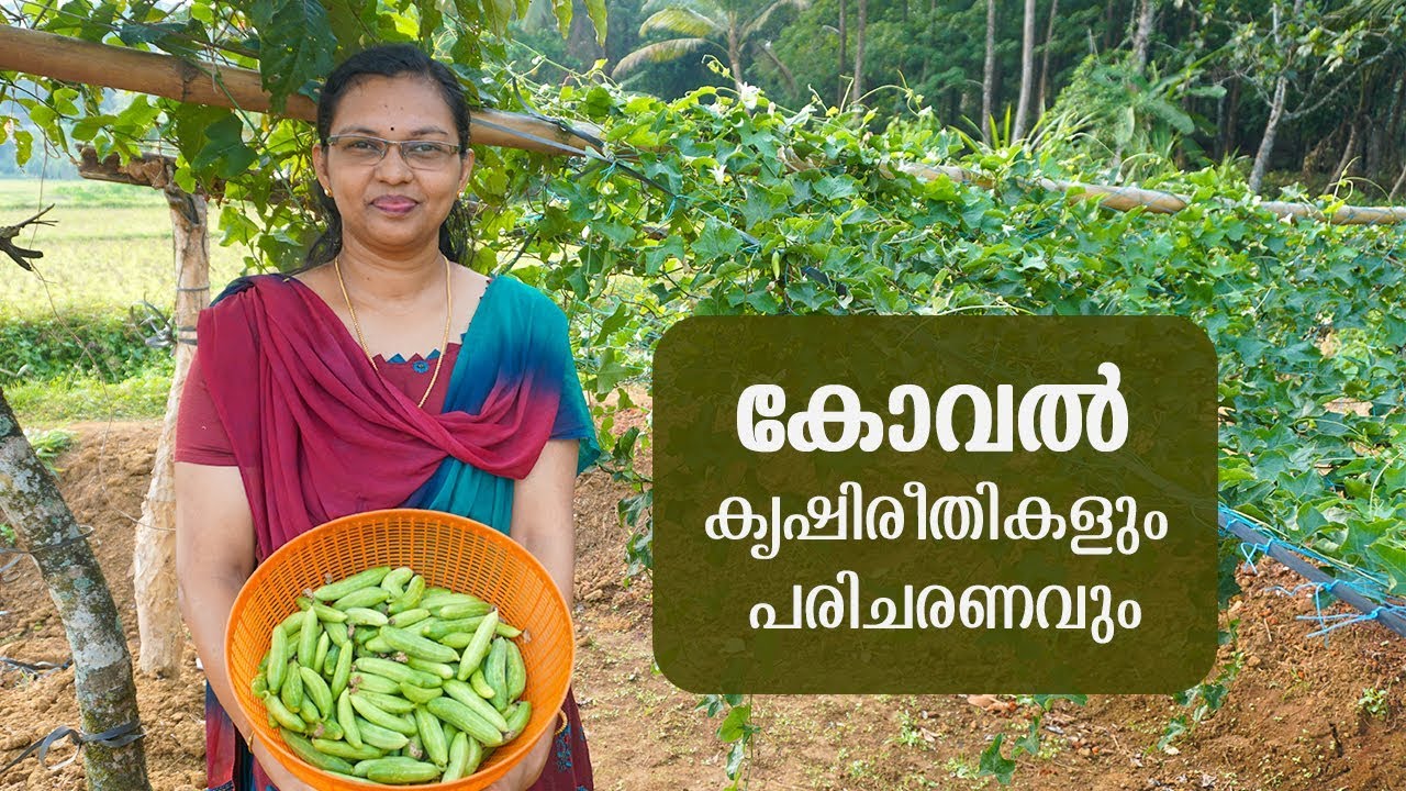 കോവൽ കൃഷി ആദായകരമായ കൃഷി