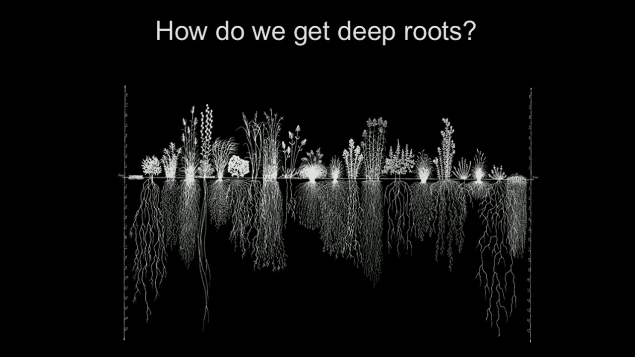 Dr. Wolfgang Busch: Growing Roots for the Future