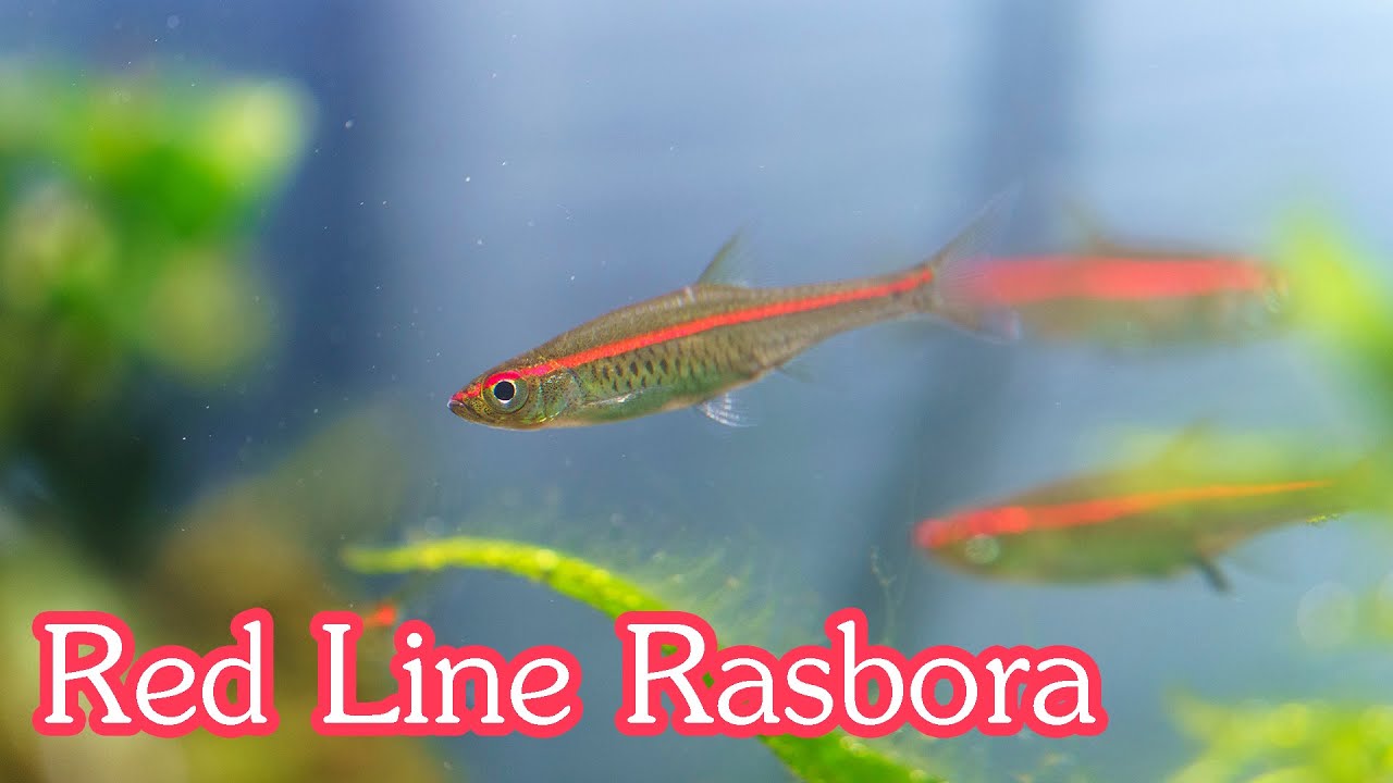 Red Line Rasbora ปลาซิวแถบแดง แรงสามเท่า!!