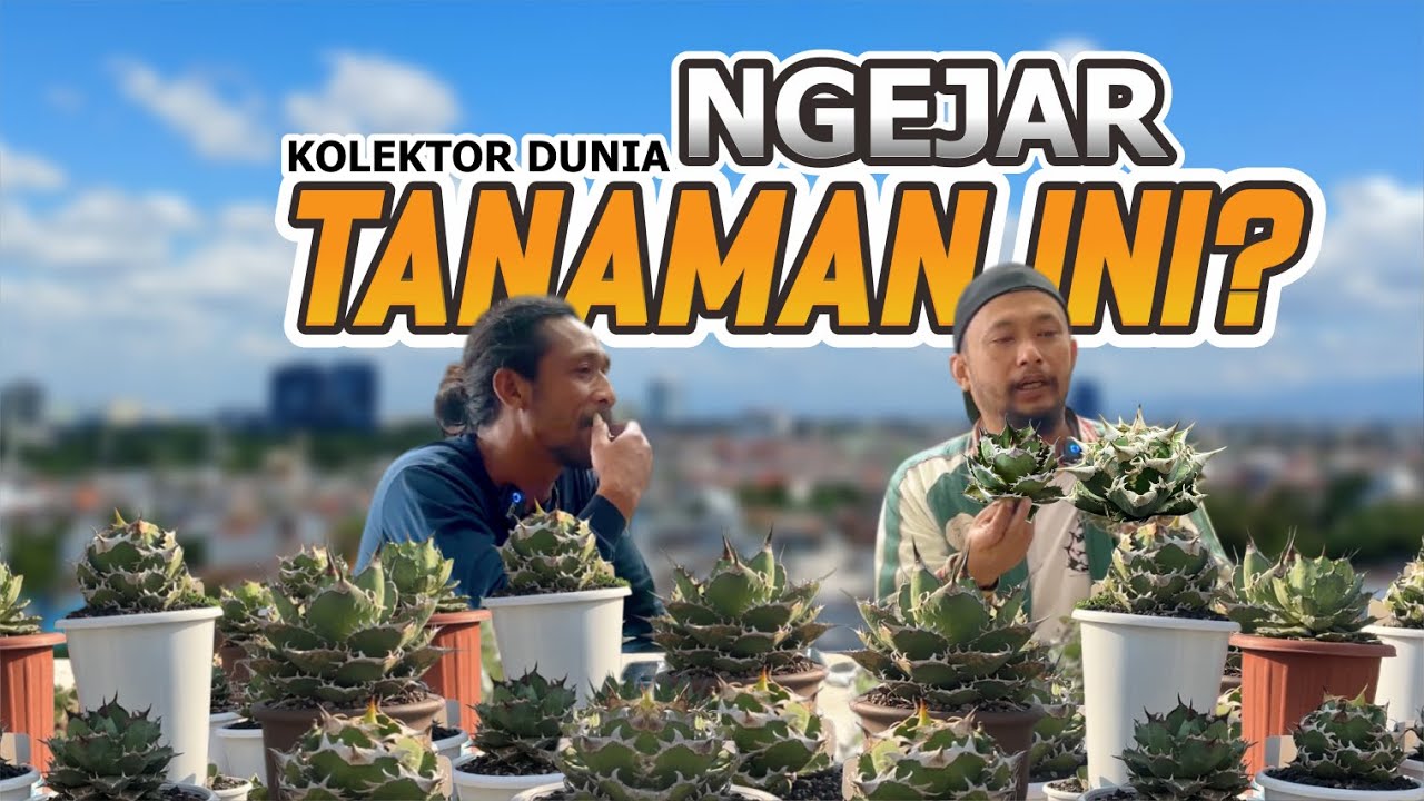Стоит лишь один раз увидеть — и ты точно захочешь Agave Titanota!
