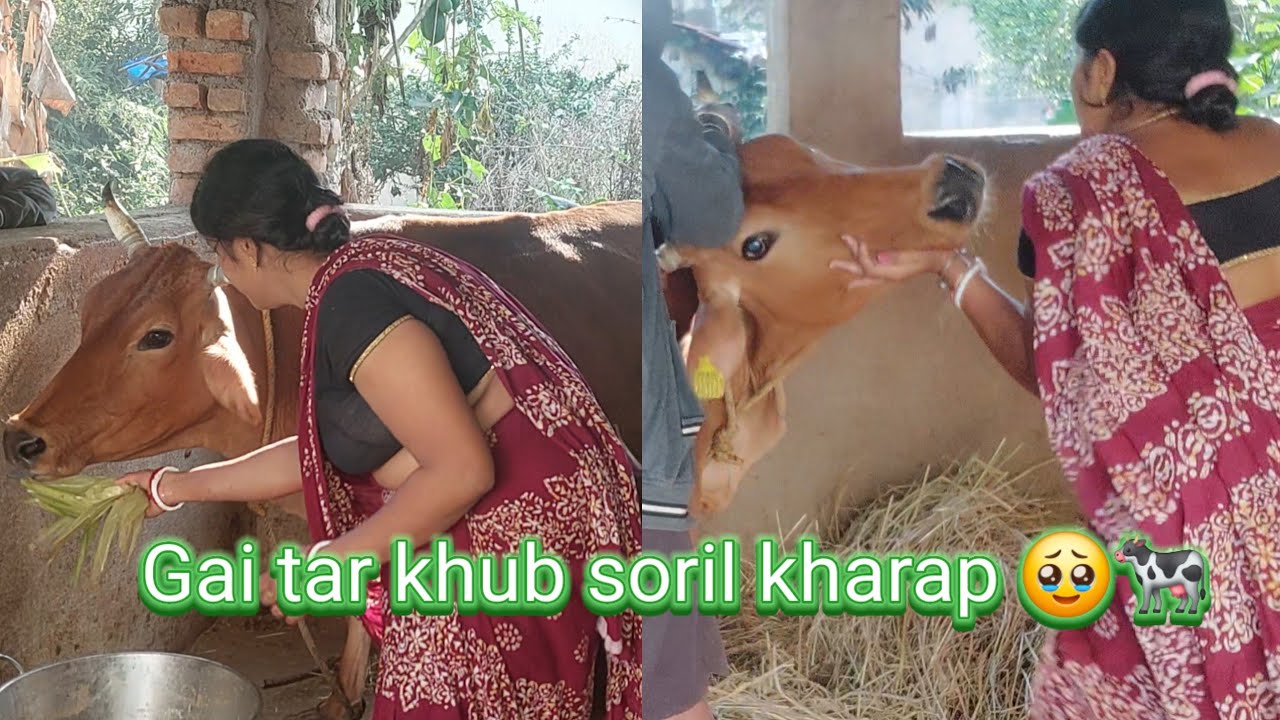 Amar gai ta r hatat kare khub saril Kharap holo 🥹🐄@kalyani  vlogs #cow milkig  #cow Farming