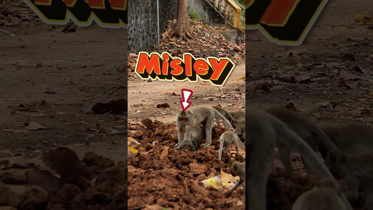 Escape to Nature with your missing monkey