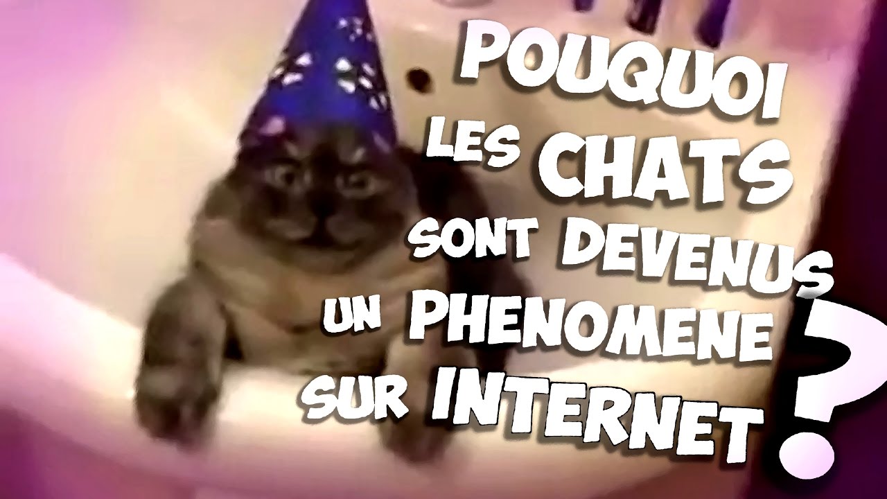 POURQUOI LES CHATS SONT DEVENUS UN PH&Eacute;NOM&Egrave;NE SUR INTERNET ?