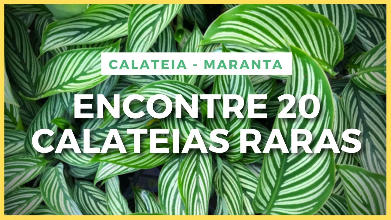 20 ESPÉCIES RARAS DE CALATÉIAS E MARANTAS I CALATEIAS PARA DECORAR O SEU JARDIM, CASA OU APARTAMENTO