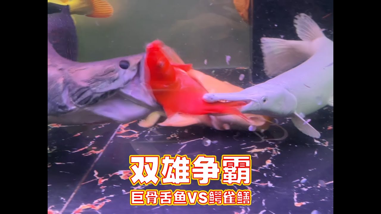 双雄争霸，巨骨舌鱼VS鳄雀鳝谁才是猛鱼之王？