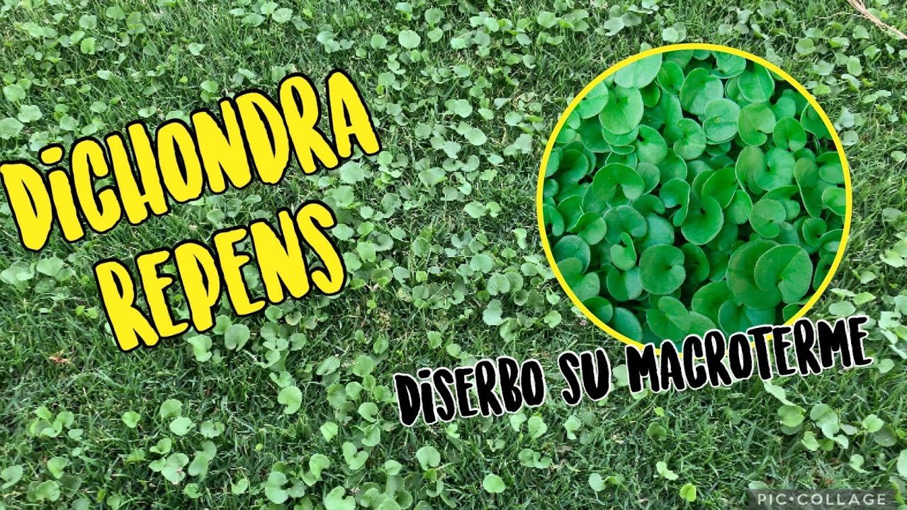 Prato di Dichondra repens - macroterma da tappeto erboso o infestante ?