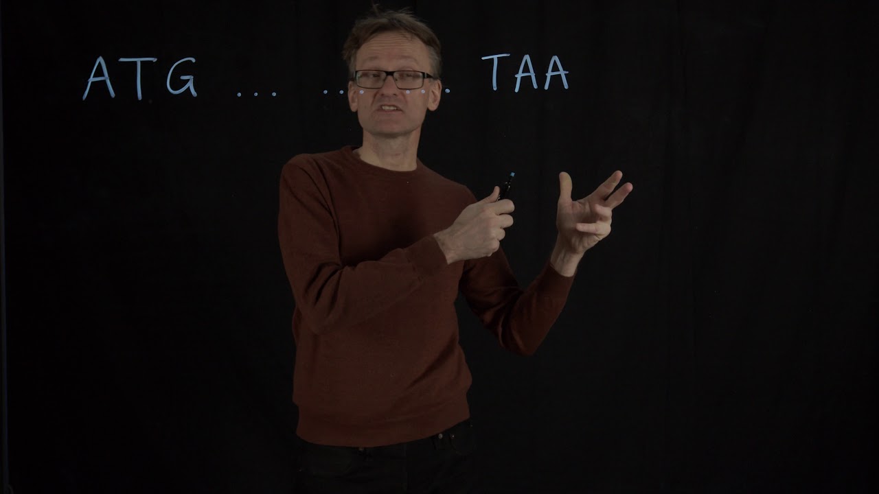 Lecture 11, concept 08: From DNA to proteins - open reading frames