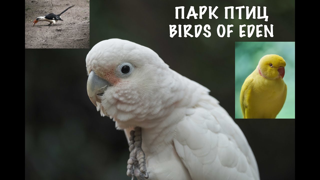 Райские птицы. Экзотические птицы в парке Birds of Eden в ЮАР.