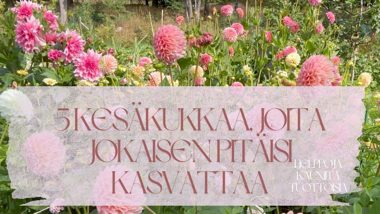 5 kesäkukkaa, joita jokaisen pitäisi kasvattaa - kukkaloistoa