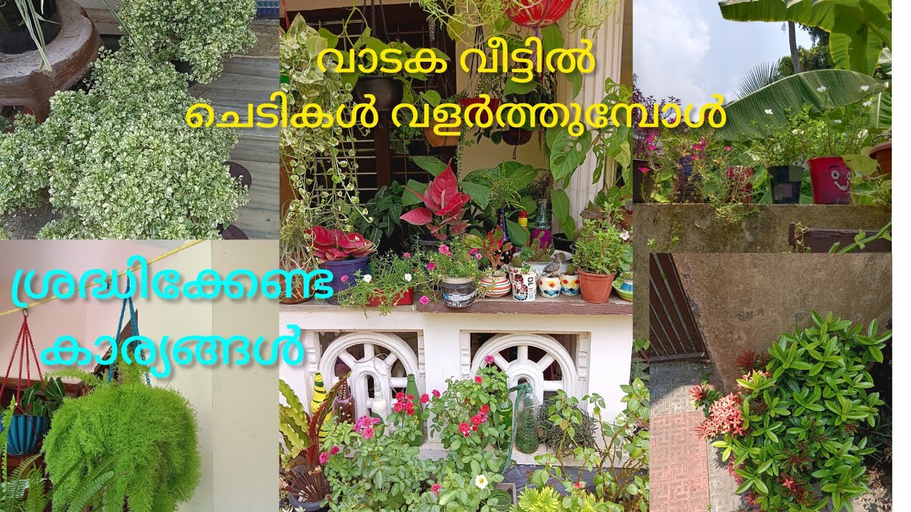 വാടകവീട്ടിൽ ചെടികൾ നടുമ്പോൾ ശ്രദ്ധിക്കേണ്ട കാര്യങ്ങൾ / happy vlogs with geetha