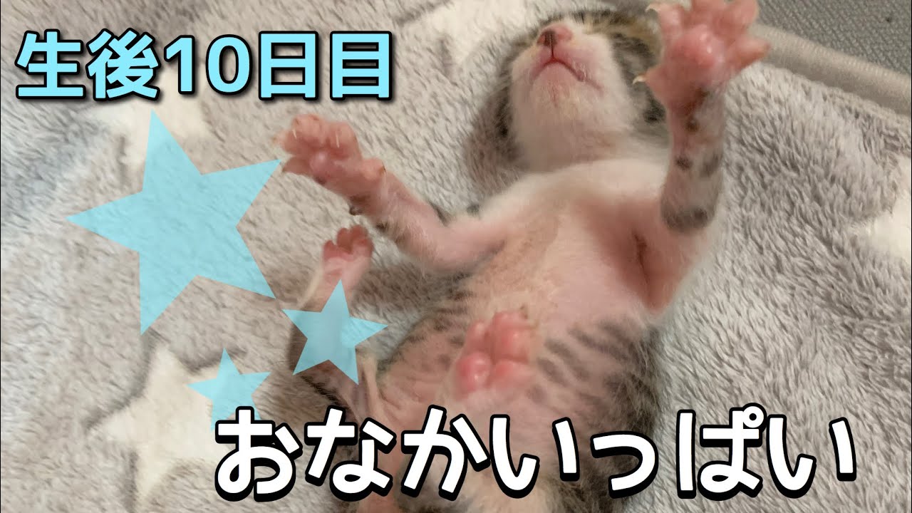 赤ちゃん猫お腹いっぱいで幸せ〜【ハナ・サク・モグ・レンの成長記録】生後10日目　　10 days old baby cat