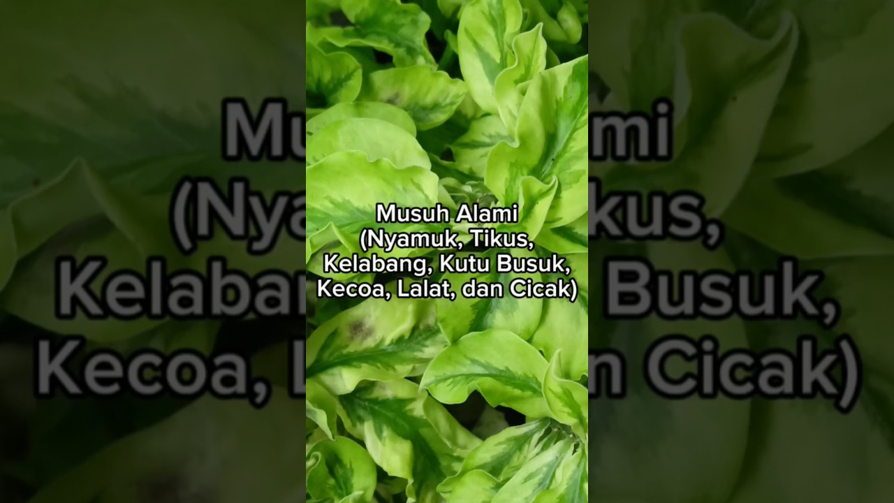 Musuh Alami dari Nyamuk, Tikus, Kelabang, Kutu Busuk, Kecoa, Lalat, dan Cicak #motivasi  #education