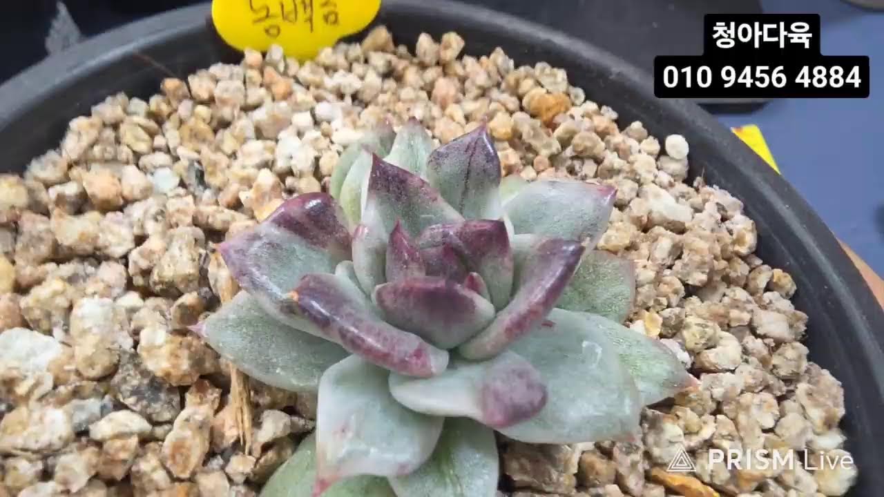 청아다육  #봄맞이 특가#힐링타임