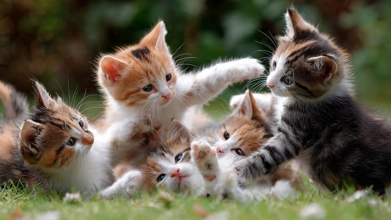 I Filmed The Cutest Kitten Fight Ever… And I Can’t Stop Watching 