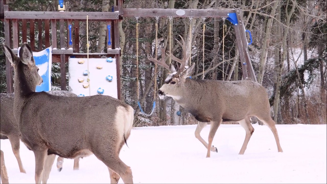 Breeding Season for Mule Deer
