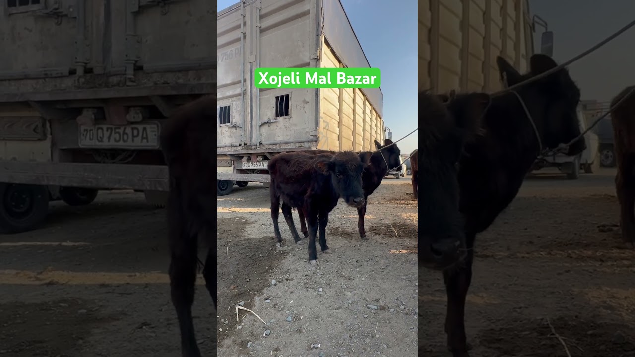 Xojeli Mal Bazar #xojeli