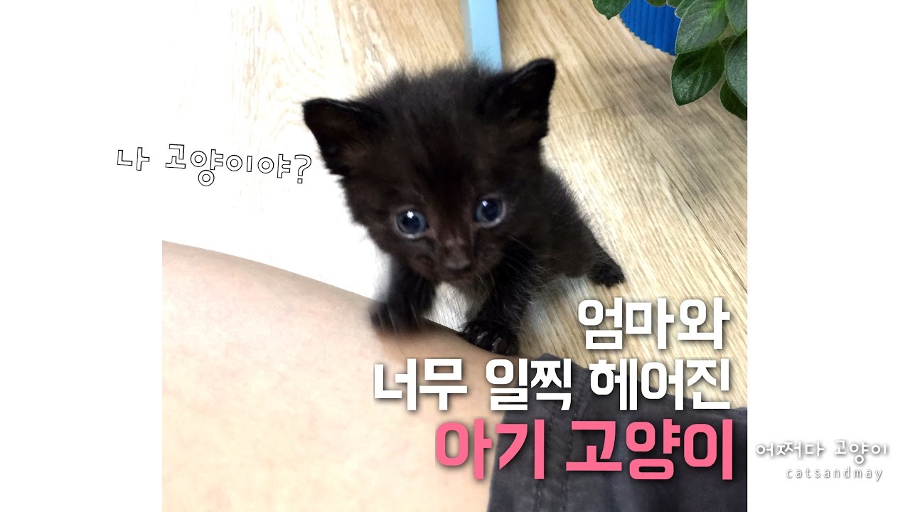 새끼고양이의 엄마가 되었다 Raising a kitten