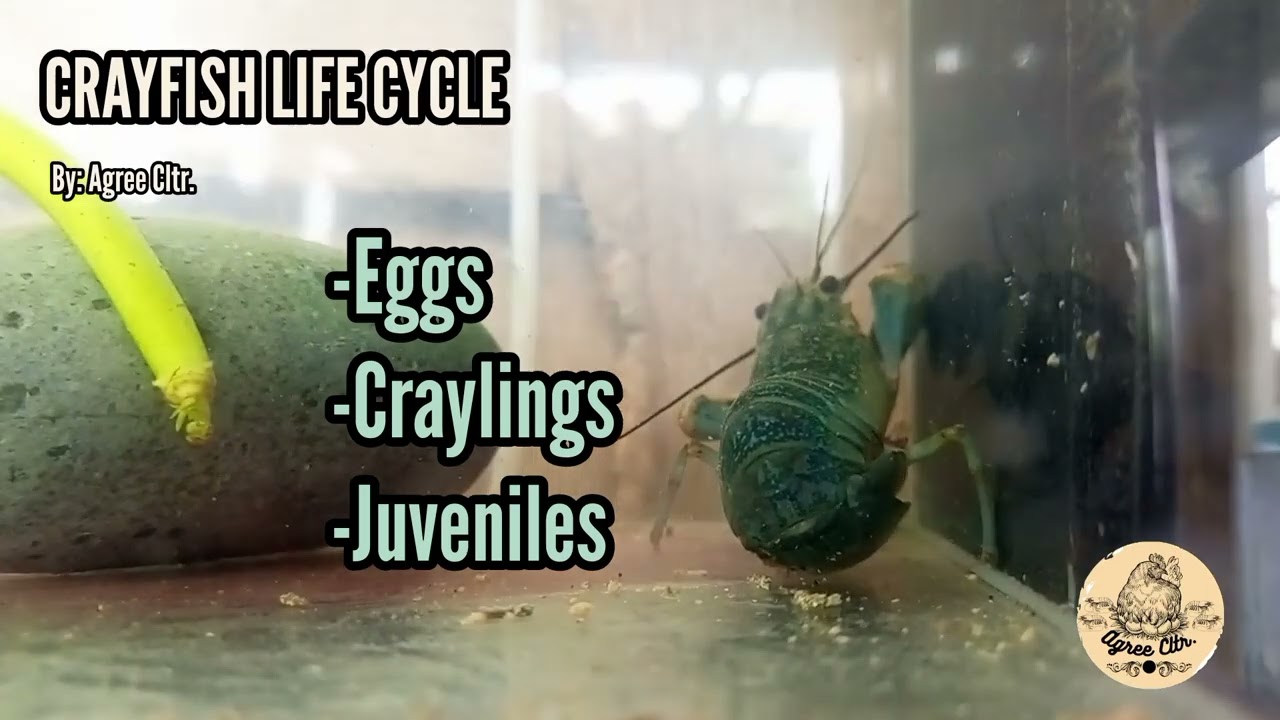 Crayfish Life Cycle | #crayfish #crayfishaustralian #crayfish_farm