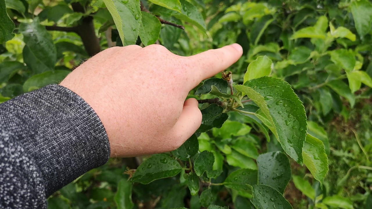 A jednak jabłka będą drogie? 23.05.2019