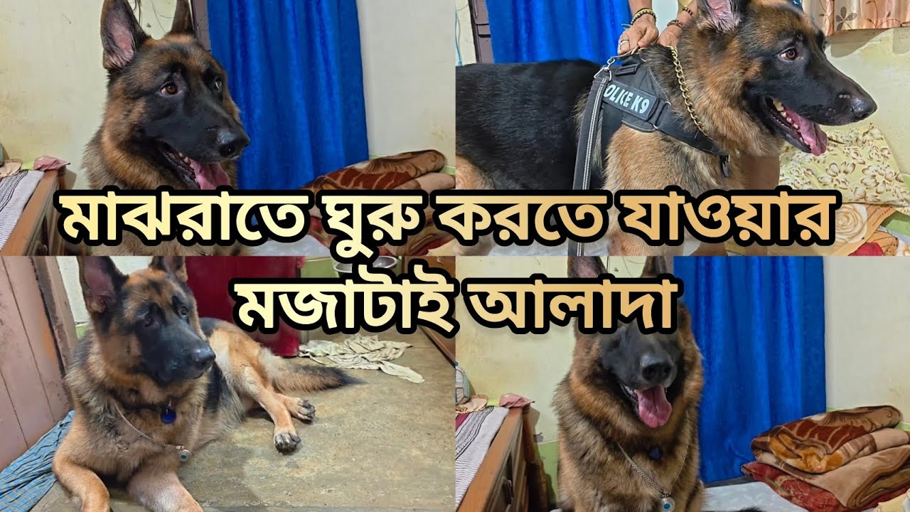 মাঝরাতে ঘুরু করতে যাওয়ার মজাটাই আলাদা 🥰 || German Shepherd excited 😊 || dog video 