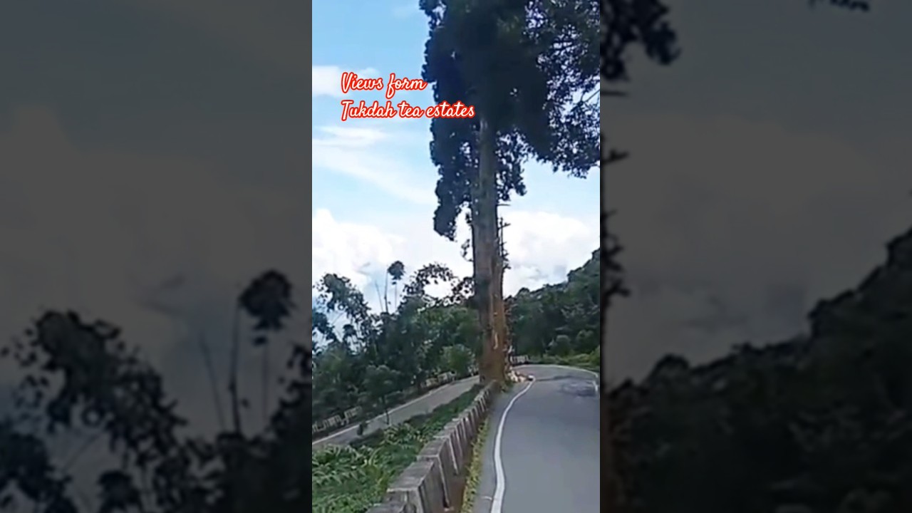 tukdah tea estates #shortvideo #shortsfeed #travel #inspiration #musi#Deves Dungmali Duniya #mrbeast