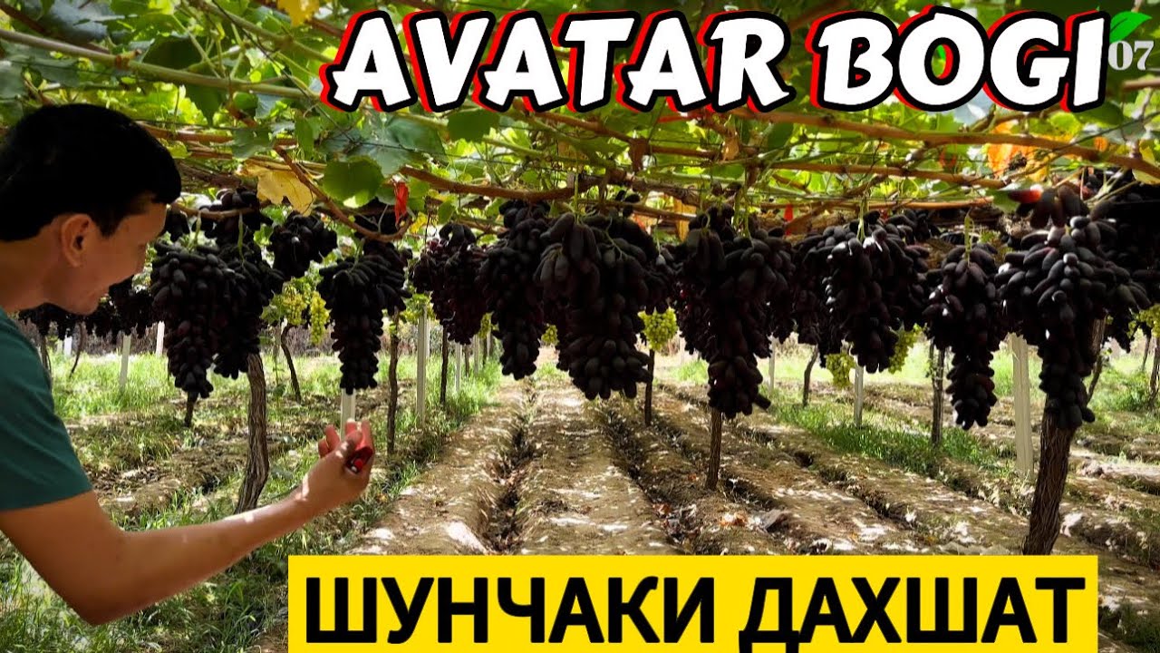 Аватар узум боғи РЕКОРД😱😱