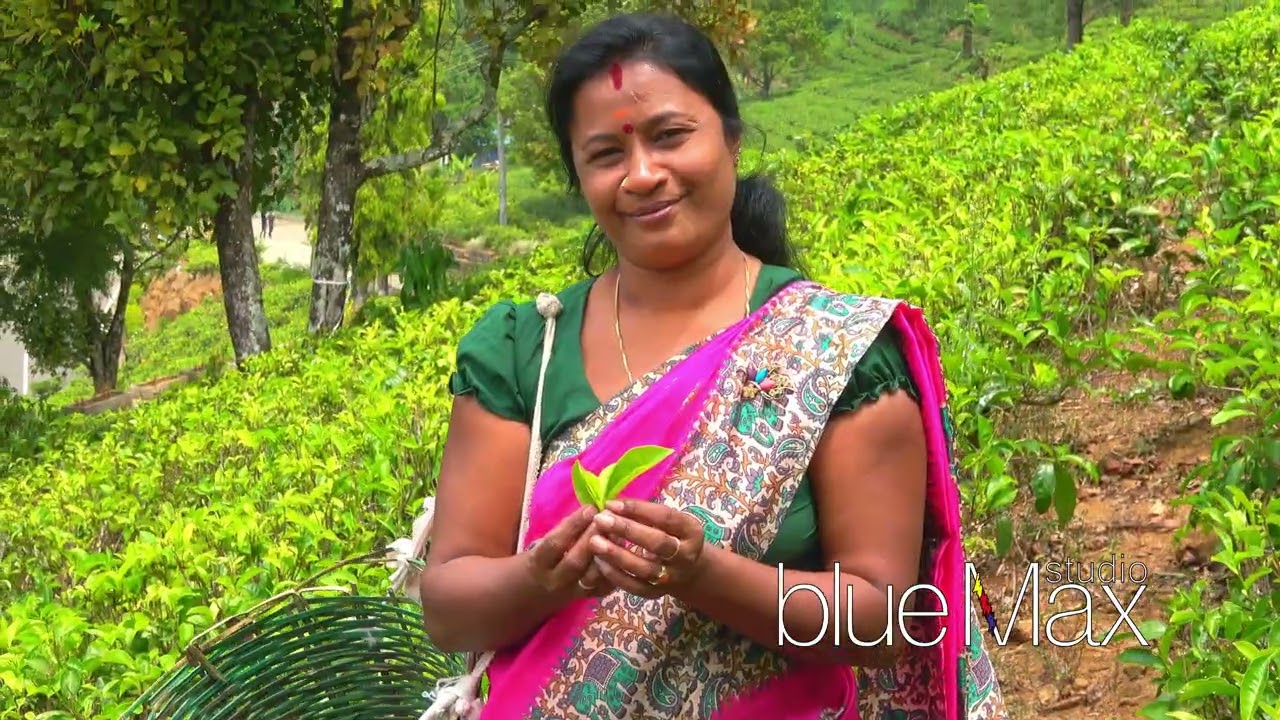 Tea Plantation, Sri Lanka 4K
