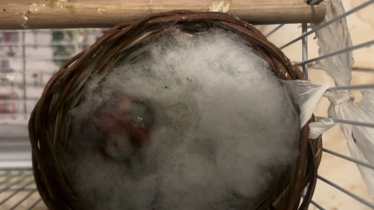 ‏سبحان الله 2/2/2026 ‏ أو الفرخ في السنة الجديدةوال الكناري ‏ ما شاء الله تبارك الله أول يوم  