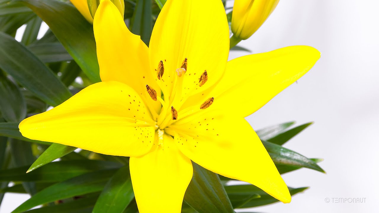 Timelapse Blooming Flowers