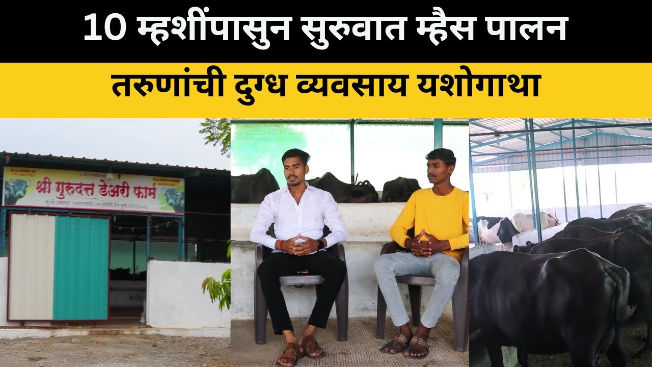 10 म्हशींपासुन सुरुवात! म्हैस पालन व्यवसाय | तरुणांची दुग्ध व्यवसाय यशोगाथा |  buffalo dairy farm