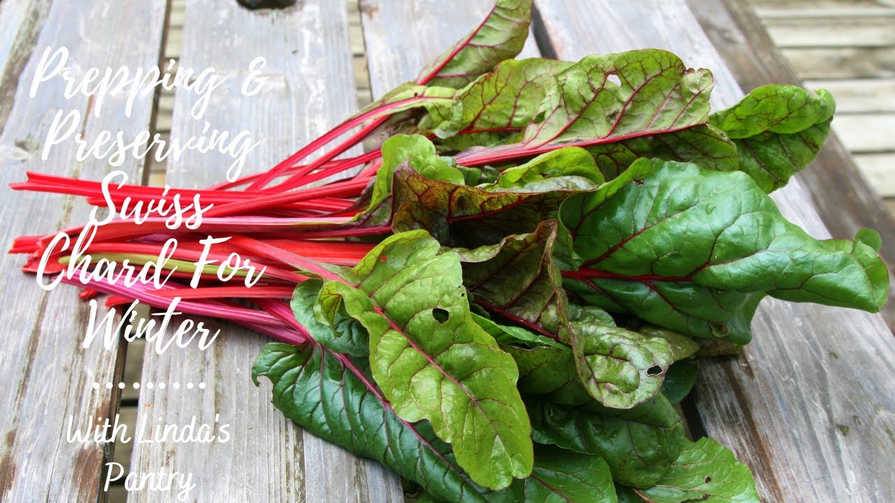 Prepping Swiss Chard For Winter With Linda's Pantrty