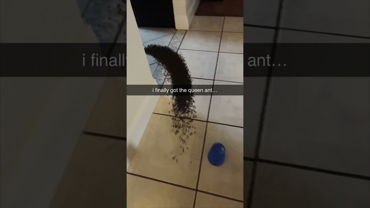 i finally got the queen ant... #shorts