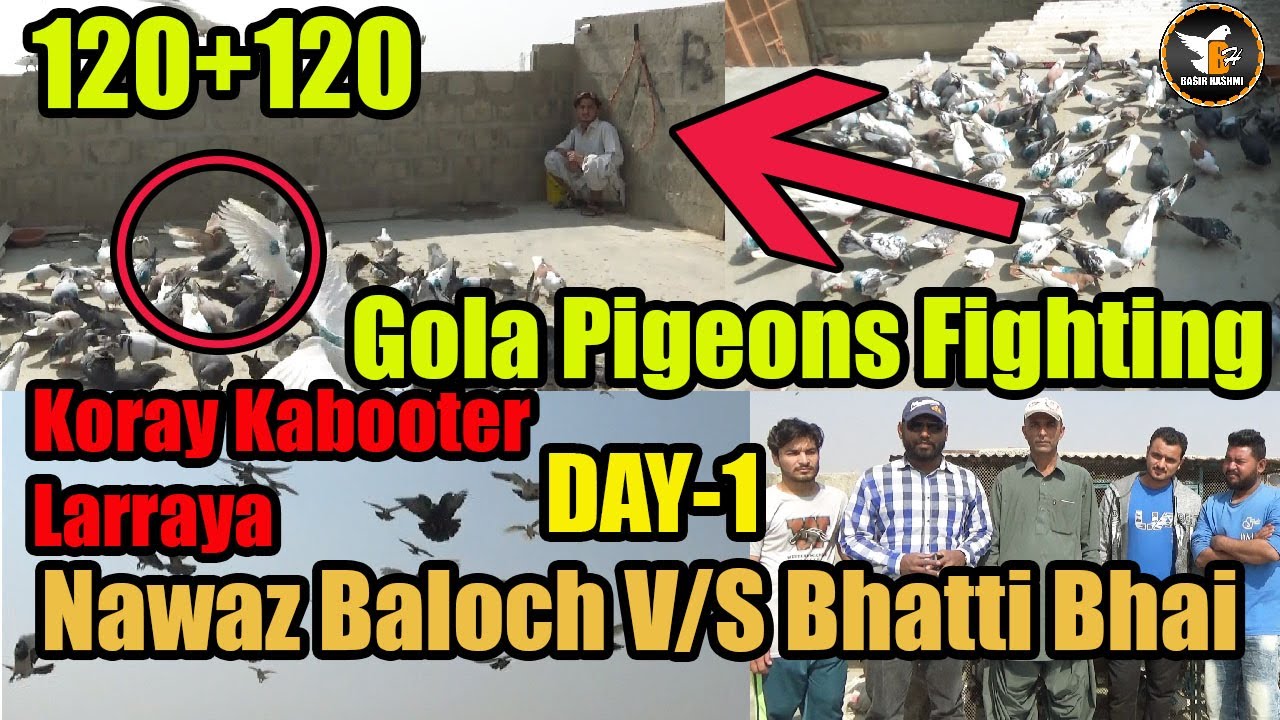 Nawaz Baloch Bhai V/S Bhatti Bhai 120+120 New Gola Pigeons Amazing Fighting Larrayya | Day-1