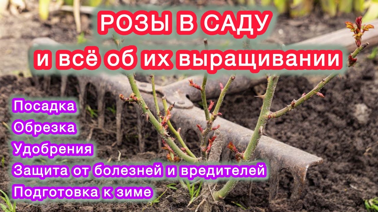 РОЗЫ - все этапы ухода от посадки до зимовки.