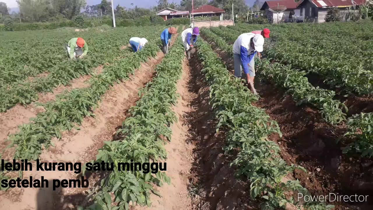 Budidaya Kentang Sampai Panen