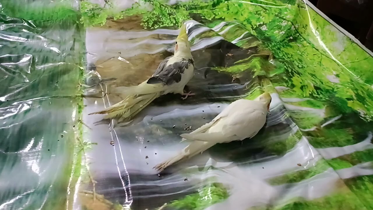 Beautiful love ❤️ birds 