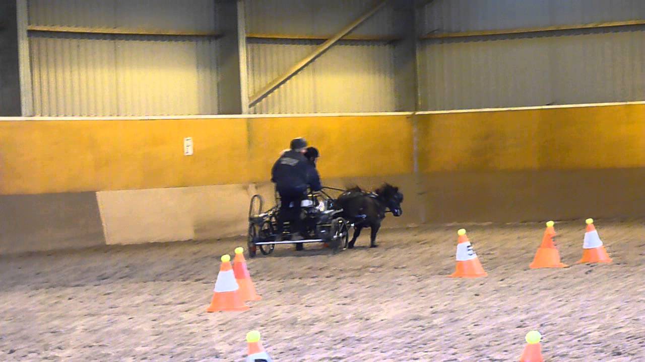 Alfie & Wally indoor unaffiliated carriage driving trials at Usk