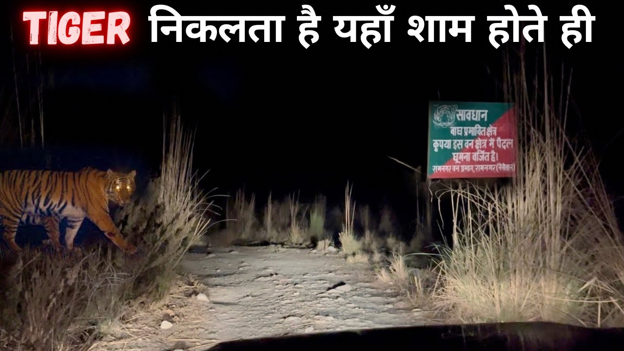 Night Drive In Search Of Tiger 🐅 | Jim Corbett National Park | Tiger Attack | Jim Corbett Maneater