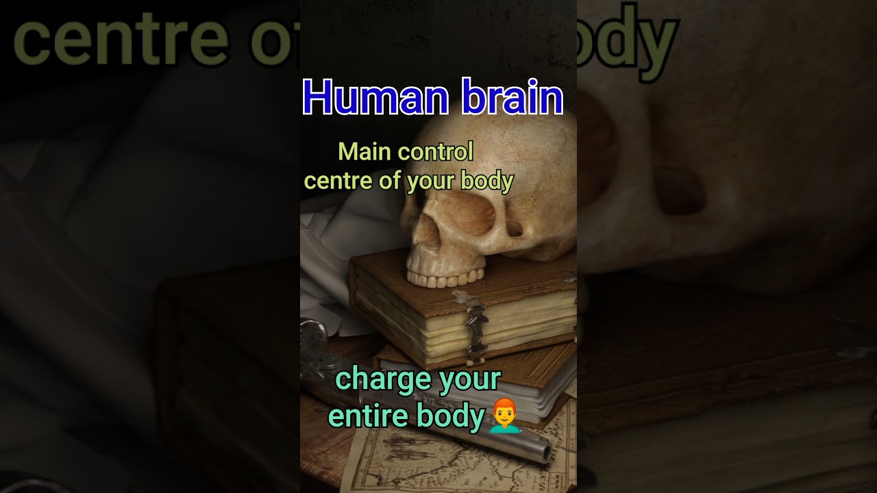 Human Brain|Human Brain anatomy and physiology|Cerebral cortex| 