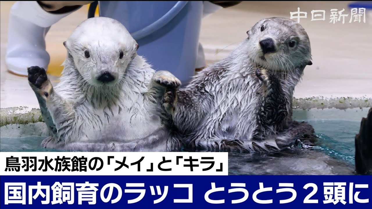 国内で飼育されているラッコがついに2頭に　鳥羽水族館の「メイ」と「キラ」