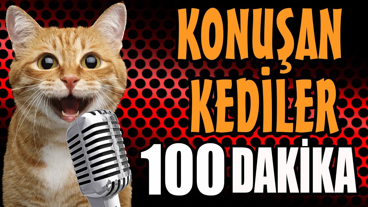 Konuşan Kediler 100 Dakika - Sinema Tadında En Komik Kedi Videoları